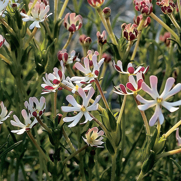 花 Night Phlox 'Midnight Candy' seeds - Zaluzianskya capensis