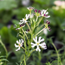 Night Phlox 'Midnight Candy'