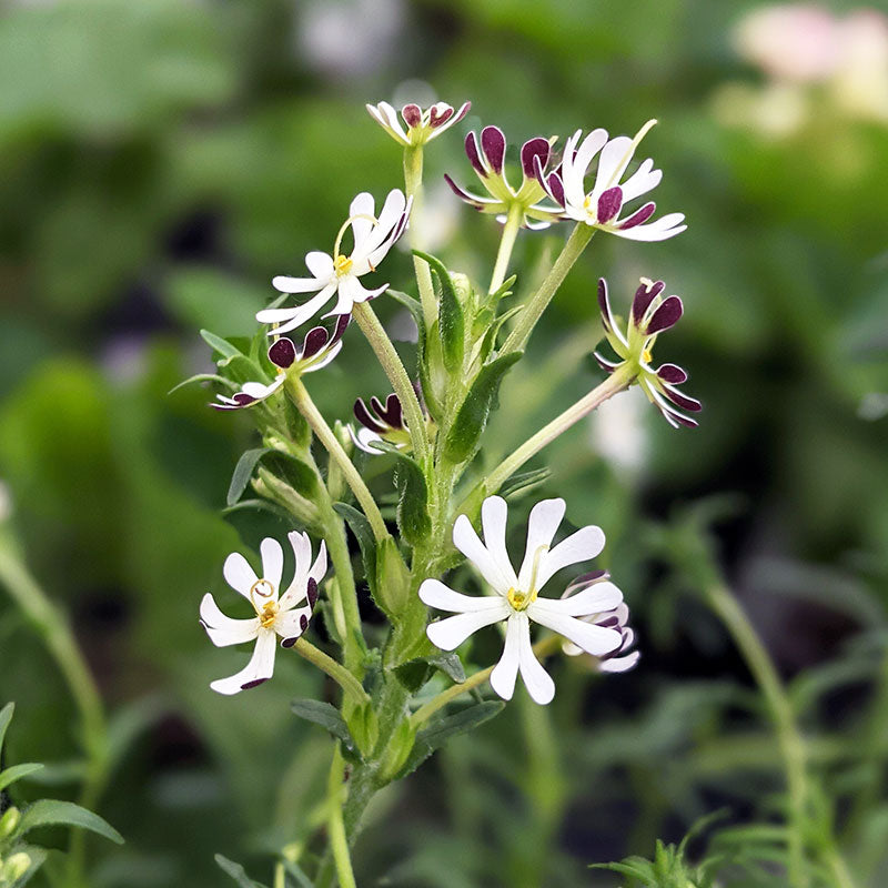 Night Phlox 'Midnight Candy' seeds - Zaluzianskya capensis