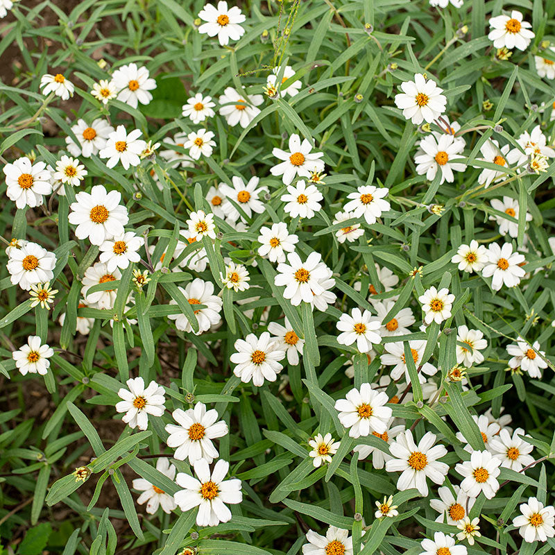 Zinnia 'White Star'