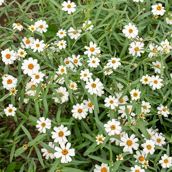 
    



Zinnia 'White Star'
