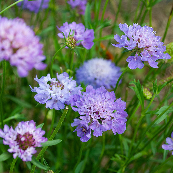 Sweet Scabious 'Blue Cockade'