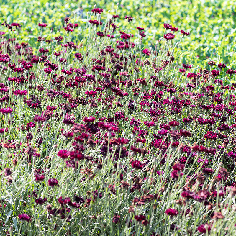 Cornflower 'Black Gem'