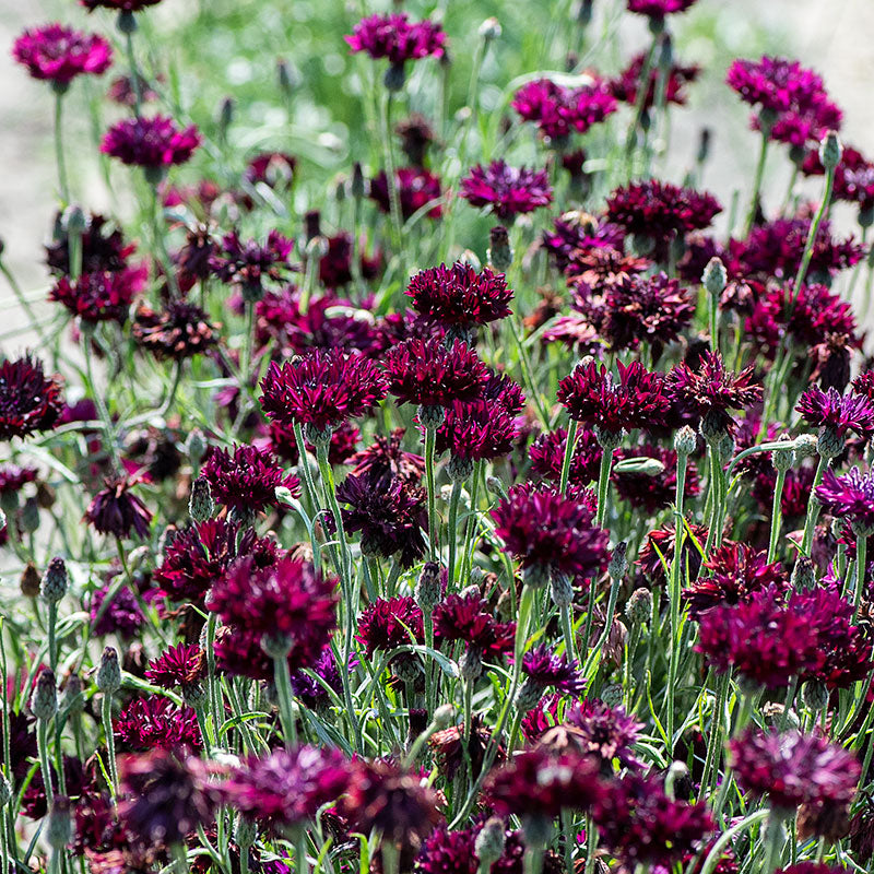 Cornflower 'Black Gem'