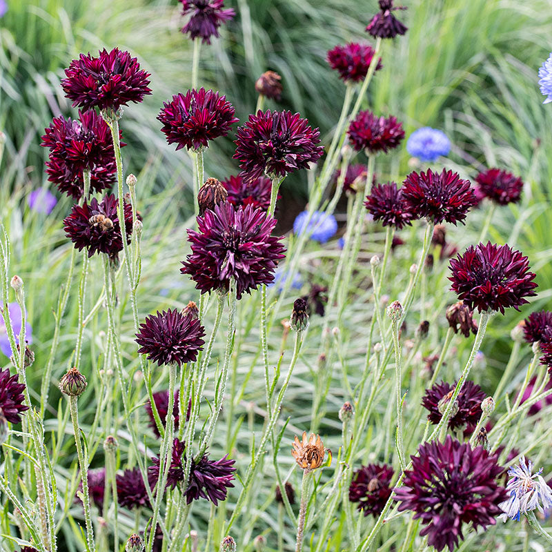planting cornflower seeds Cornflower 'Black Gem'