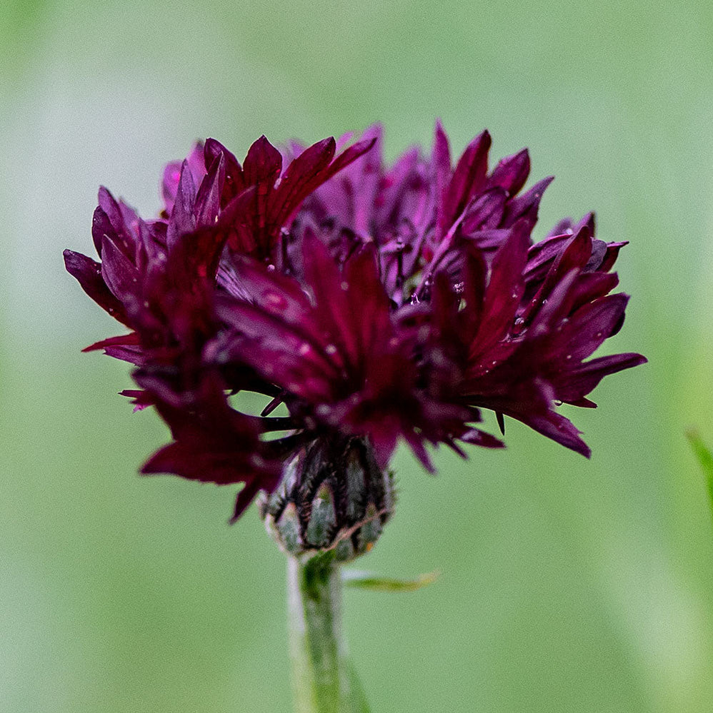 Cornflower 'Black Gem'