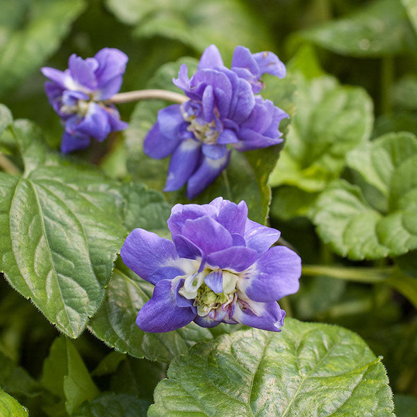 
    



Violet - Parma 'Marie Louise' 
