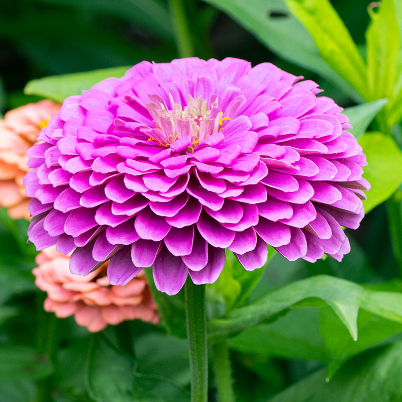 
  



Zinnia 'Benary's Giant Lilac'
