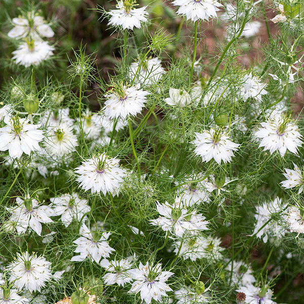 Love-in-a-Mist 'Miss Jekyll Alba' seeds - Nigella damascena