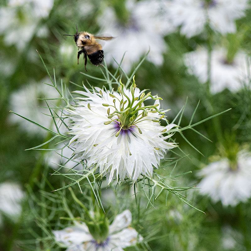 Love-in-a-Mist 'Miss Jekyll Alba'