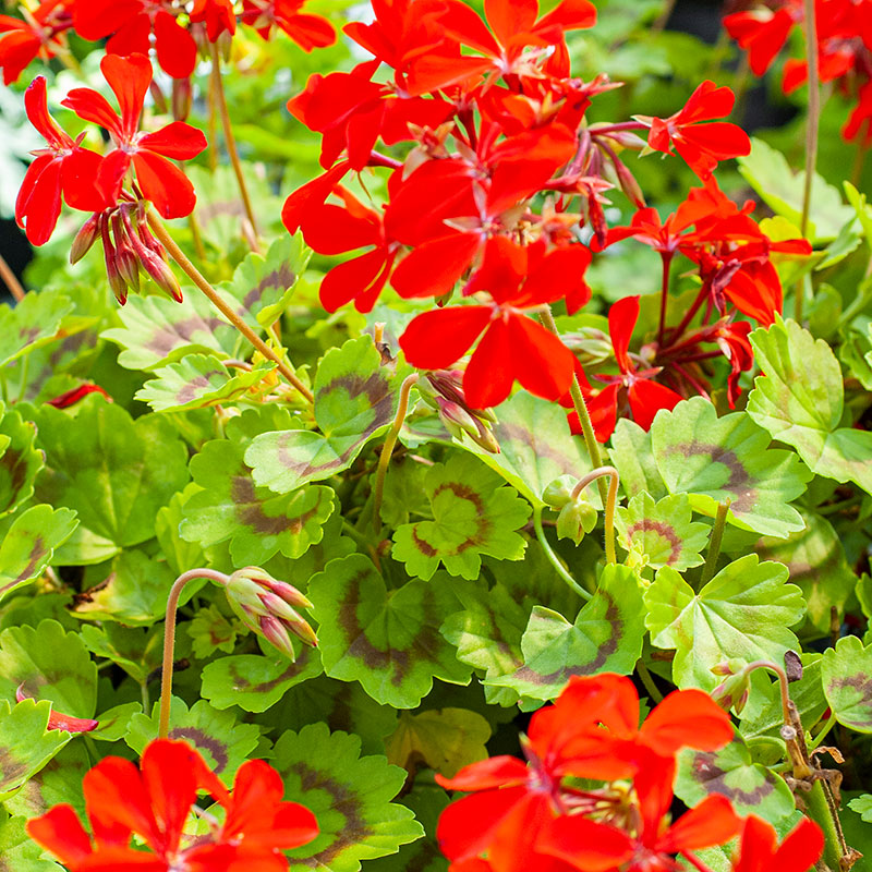 Geranium 'Golden Harry Hieover' - S1