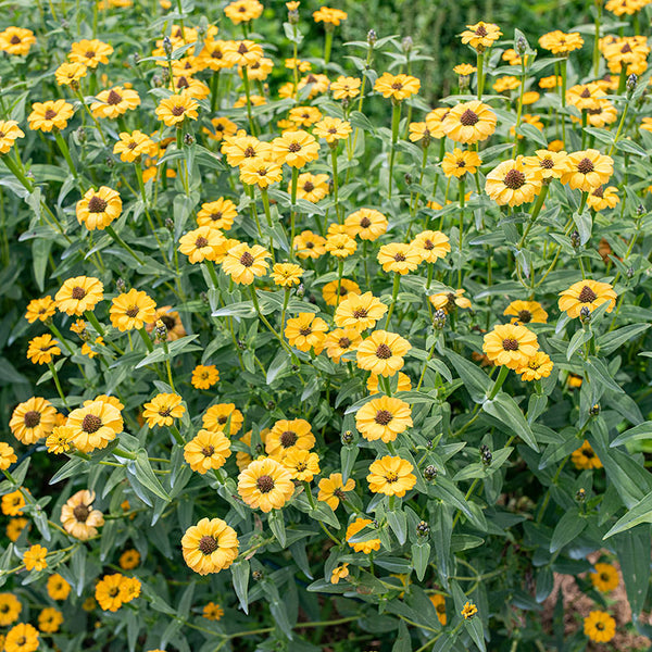 Zinnia 'Yellow Peruvian' Organic