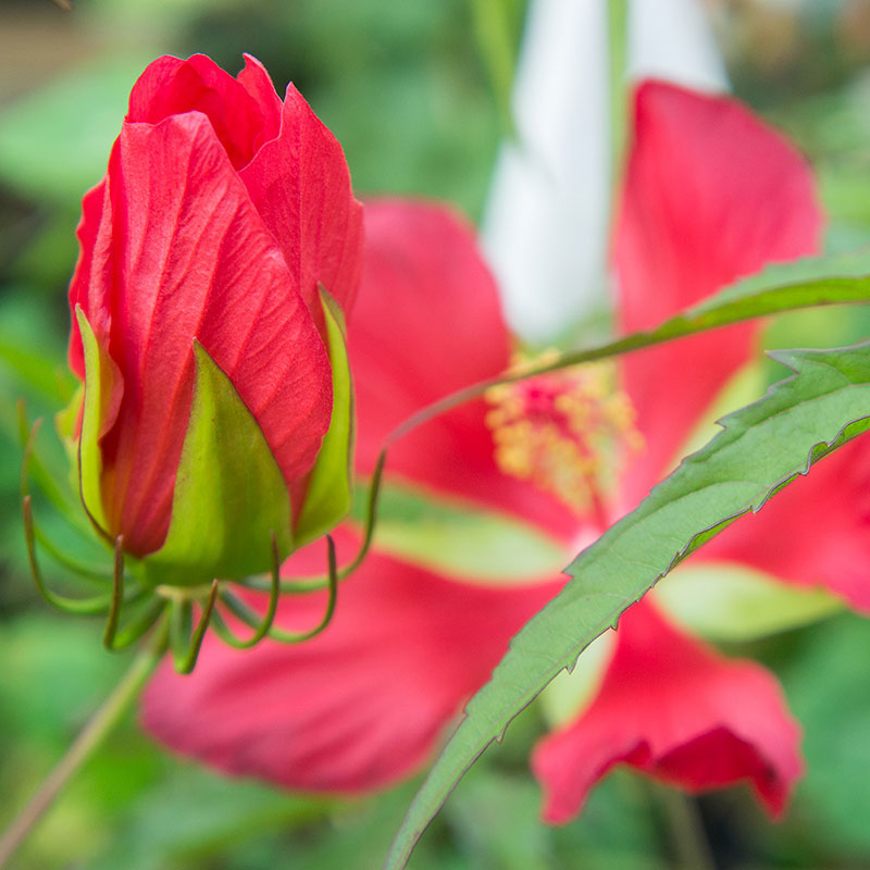 Hibiscus -  Texas Star