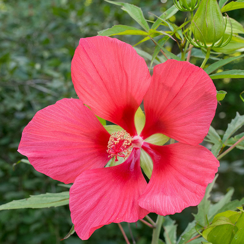 hibiscus seed to flower time Hibiscus coccineus