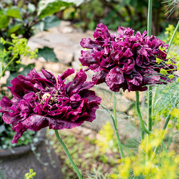 China Pink 'Black Velvet and Lace' seeds - Dianthus chinensis