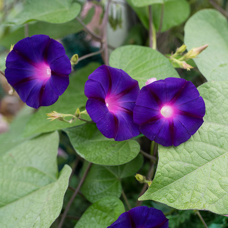 1000 morning glory seeds Morning Glory 'Grandpa Ott's'