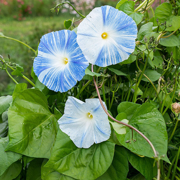 best way to consume morning glory seeds Morning Glory 'Flying Saucers'