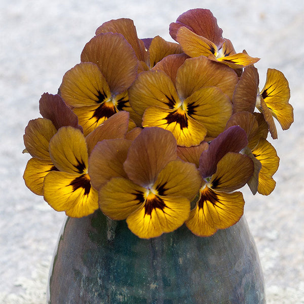 
    



Viola 'Irish Molly' 
