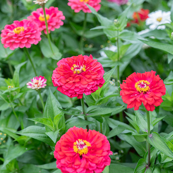 Zinnia 'Benary's Giant Carmine'