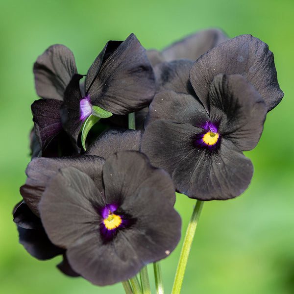 Viola 'Molly Sanderson' plants