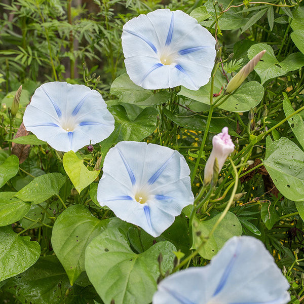 buy untreated morning glory seeds Morning Glory 'Blue Star' seeds