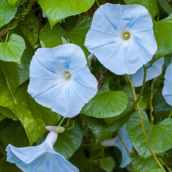 morning glory seeds cold water Morning Glory 'Blue Star'