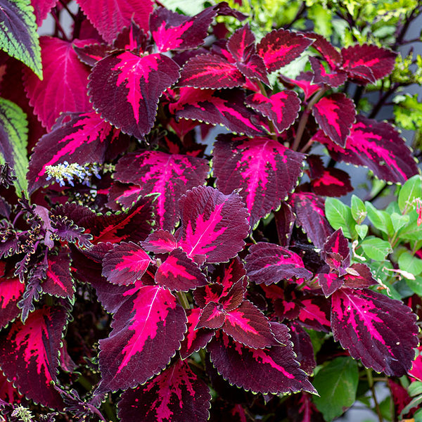 Coleus 'Kingswood Torch' - S1