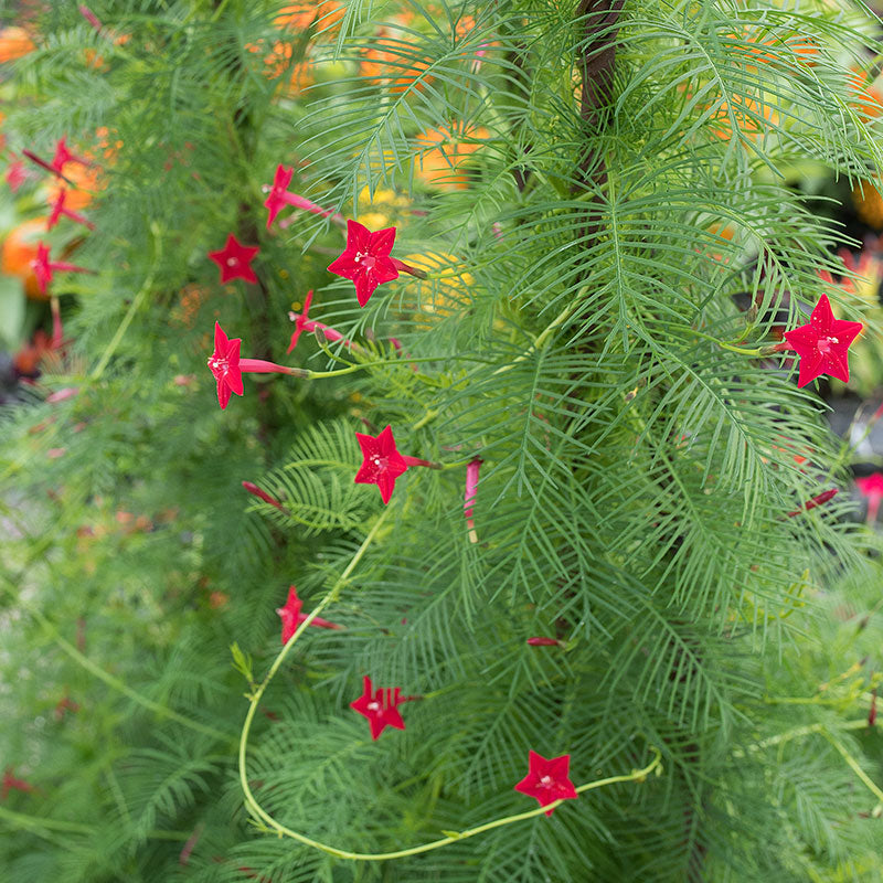 Cypress Vine