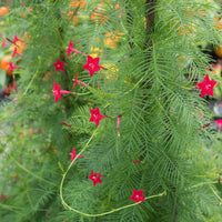 
    



Cypress Vine
