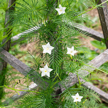 cypress vine plant seeds Cypress Vine 'White' seeds