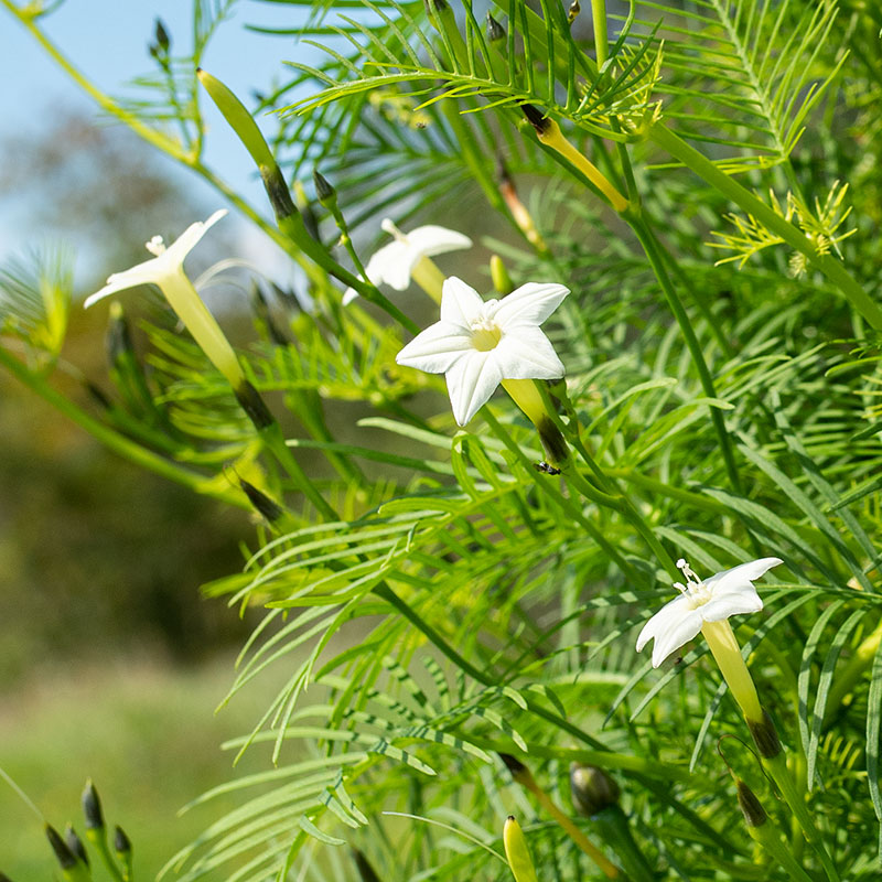cypress vine plant seeds Cypress Vine 'White' seeds