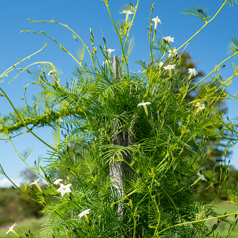 planting cypress vine seeds Cypress Vine 'White'