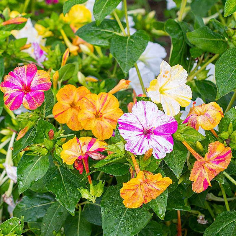 planting four o'clock seeds in pots Four O'Clock 'Marbles Mix'