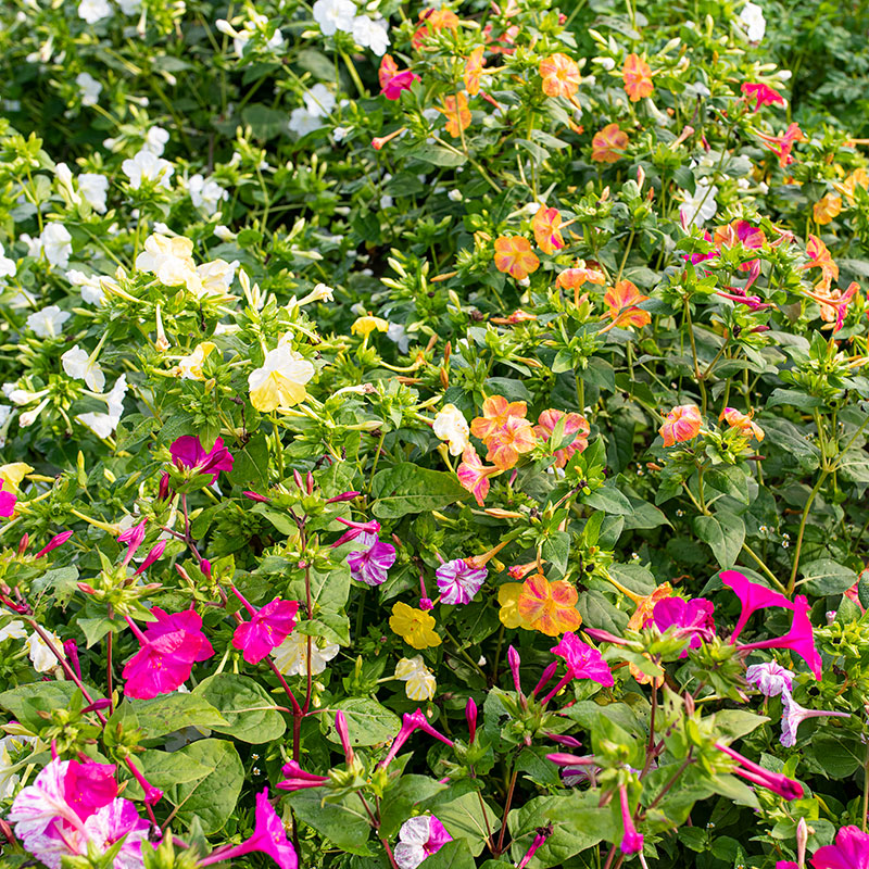 Four O'Clock 'Marbles Mix' seeds - Mirabilis jalapa