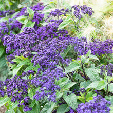 Heliotrope 'Marine'