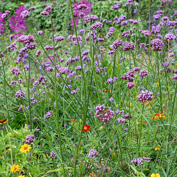 verbena house plant Tall Verbena plants