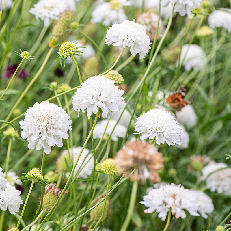 Sweet Scabious 'Snowmaiden'