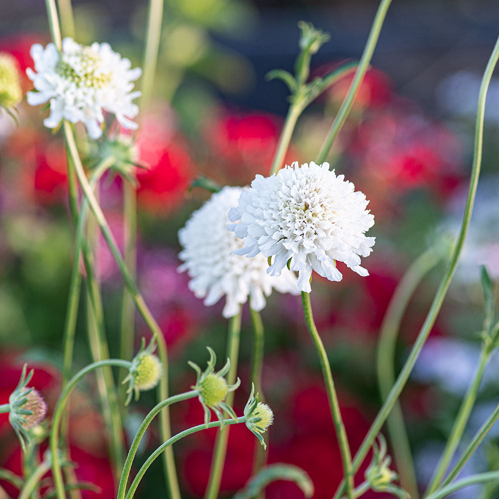 Sweet Scabious 'Snowmaiden'