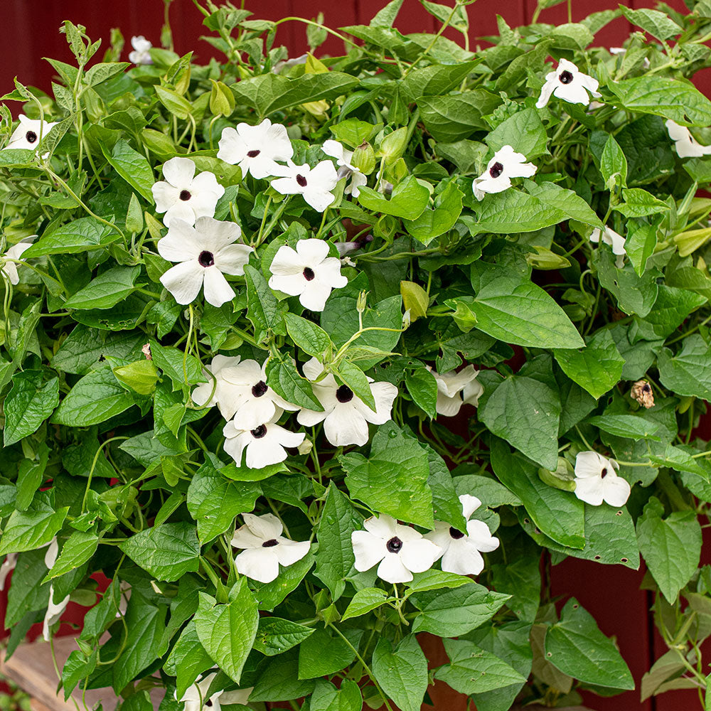 planting black eyed susan vine seeds Black-eyed Susan Vine 'Alba'