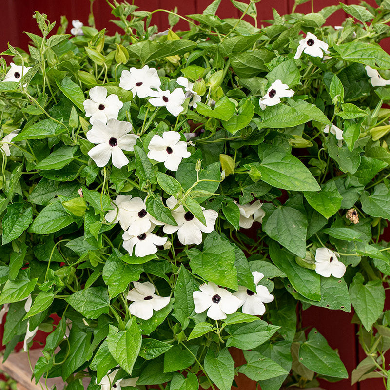 flower that shoots seeds Black-eyed Susan Vine 'Alba' seeds
