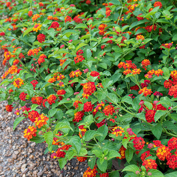 Lantana Red Spread plants