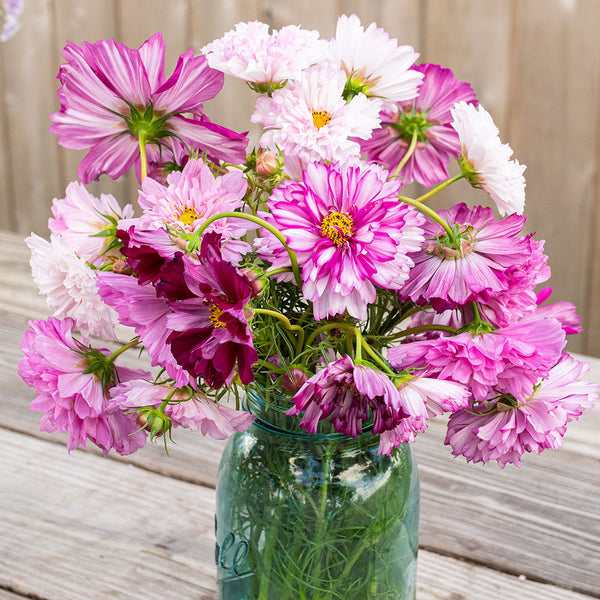 planted flower seeds merge mansion Cosmos 'Double Click Mix' seeds