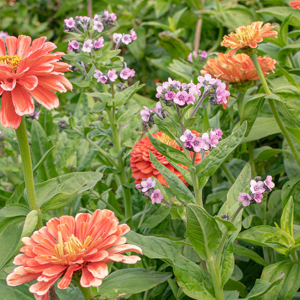 planting chinese forget-me-not seeds Chinese Forget Me Not 'Mystery Rose' seeds