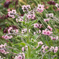 
    



Chinese Forget Me Not 'Mystery Rose'
