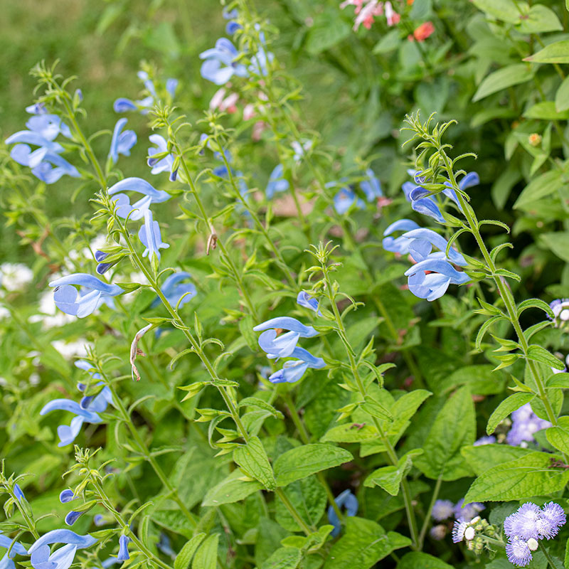 Salvia - Gentian Sage 'Cambridge Blue' - S1