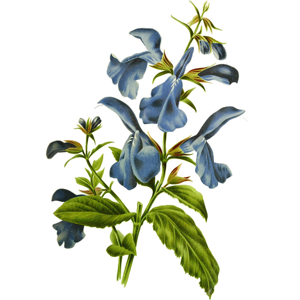 Salvia - Gentian Sage 'Cambridge Blue' - S1