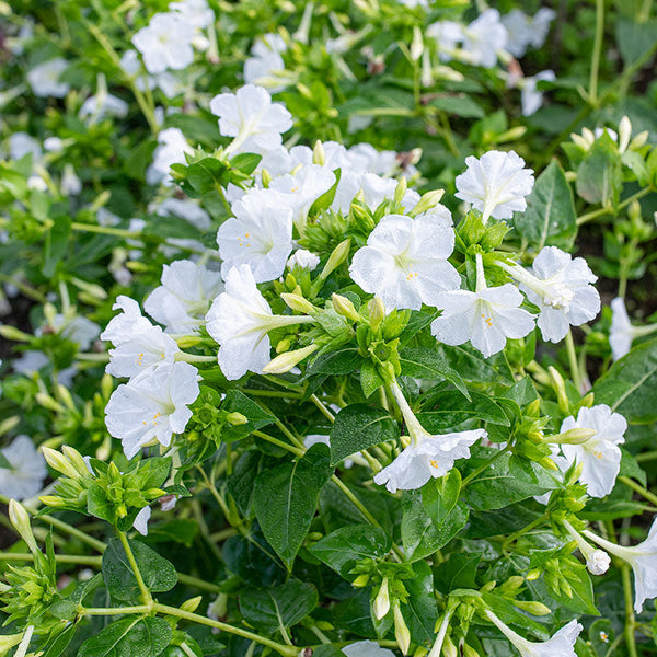 Four O'Clock 'Alba' seeds - Mirabilis jalapa