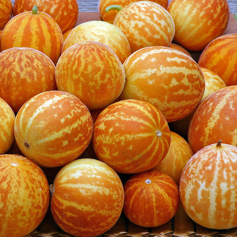 Queen Anne's Pocket Melon