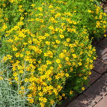 Marigold - Signet 'Lemon Gem'