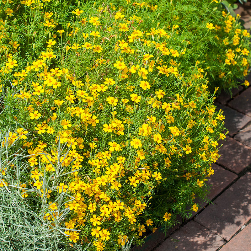 mexican marigold seeds for sale Signet Marigold 'Lemon Gem' seeds